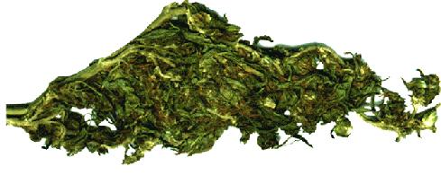 Huge Sticky Bud