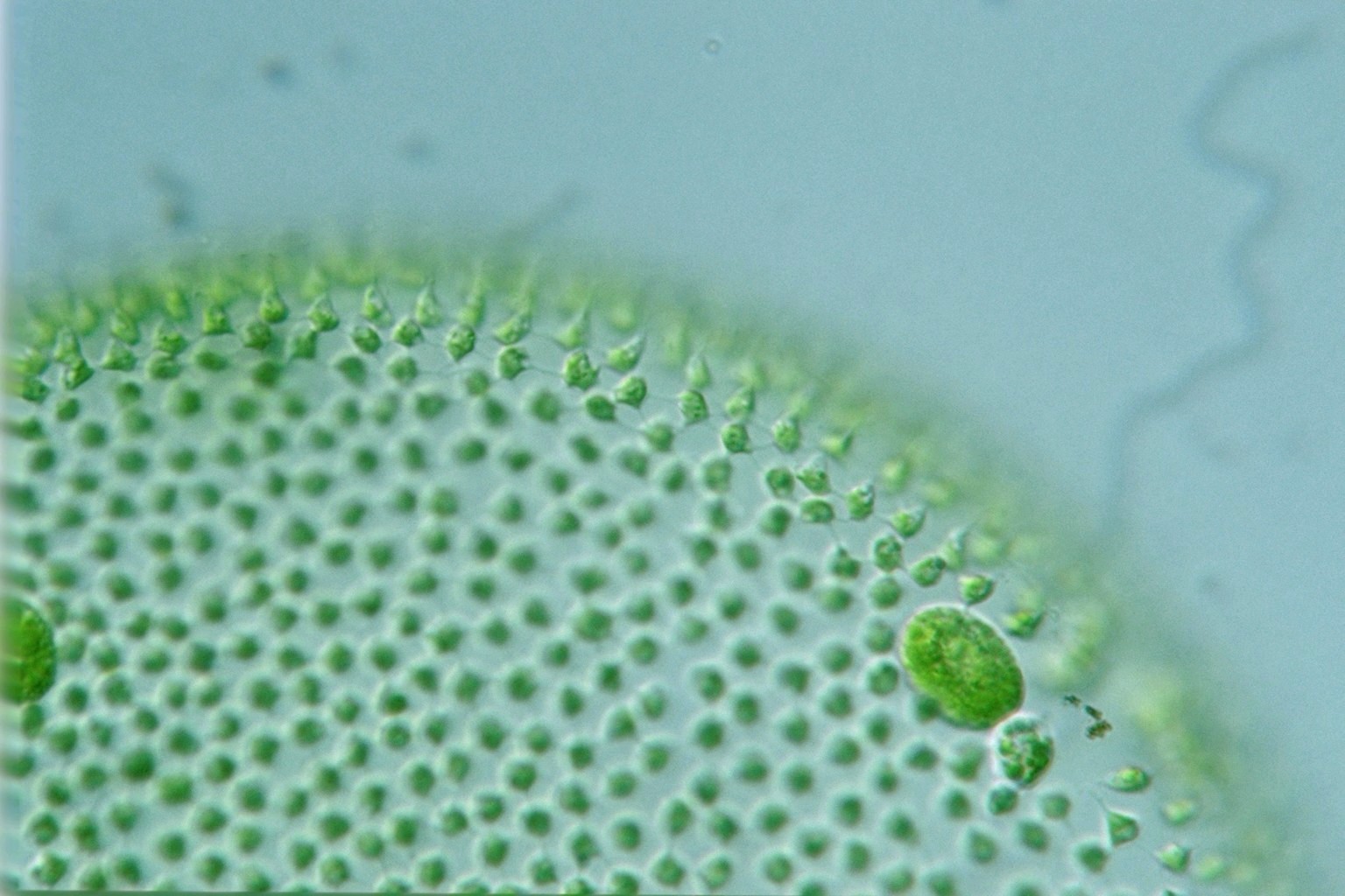 Культивирование одноклеточных водорослей. Вольвокс водоросль. Колониальный вольвокс. Колония вольвокса под микроскопом. Зеленые водоросли вольвокс.