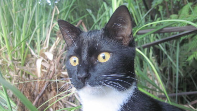 Interested Cat